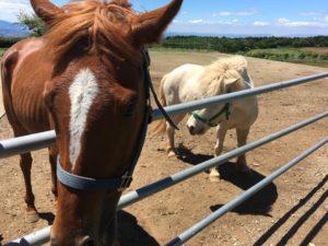 阿蘇ミルク牧場の馬の写真