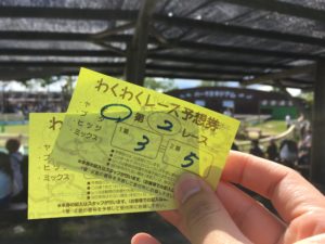 阿蘇ミルク牧場の動物レースの券の写真